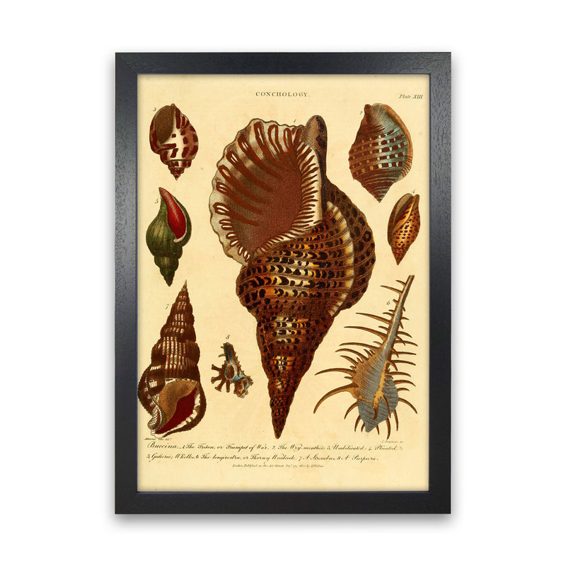 Vintage Conchology 2 Art Print by Jason Stanley Black Grain