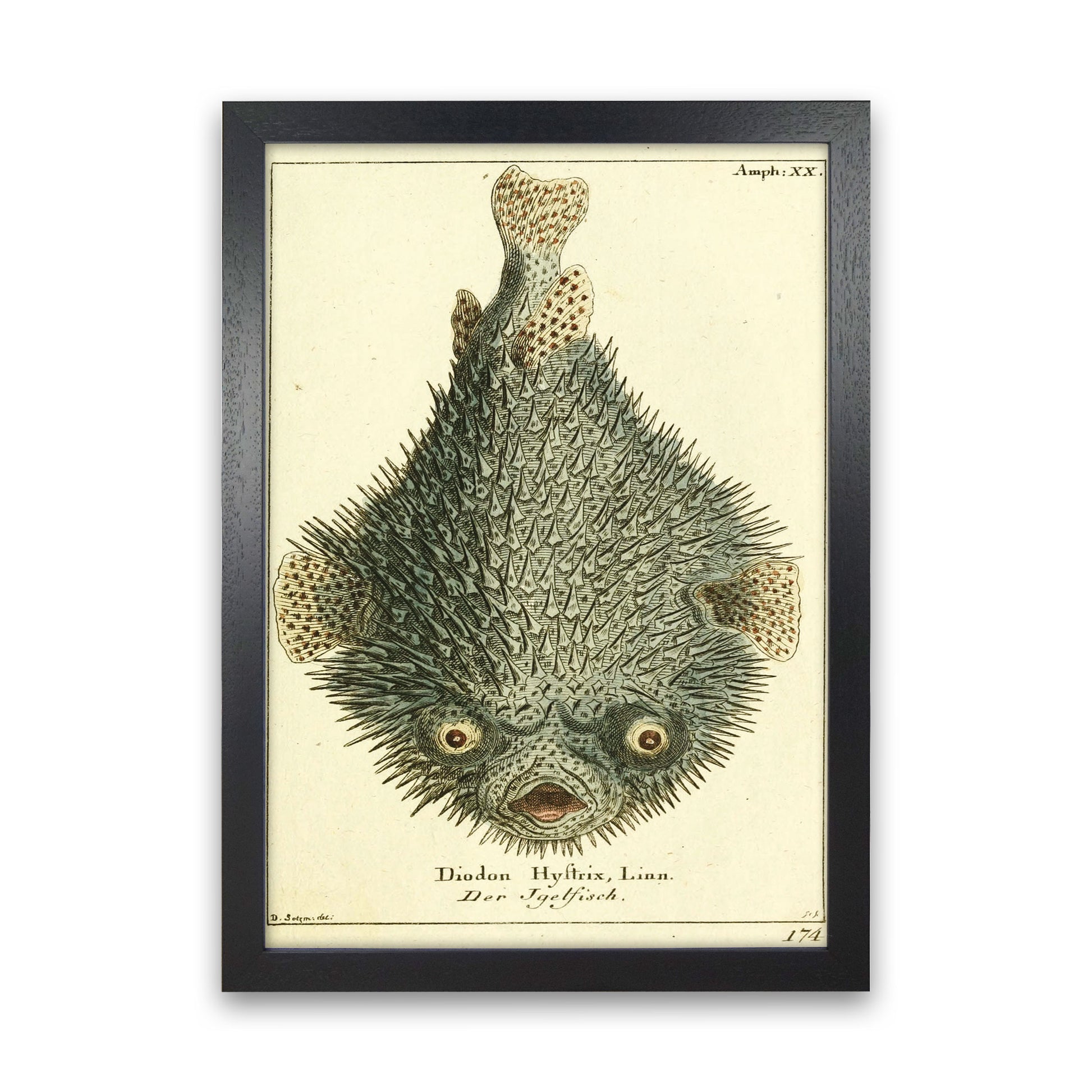 Vintage Japanese Fish Art Print by Jason Stanley Black Grain