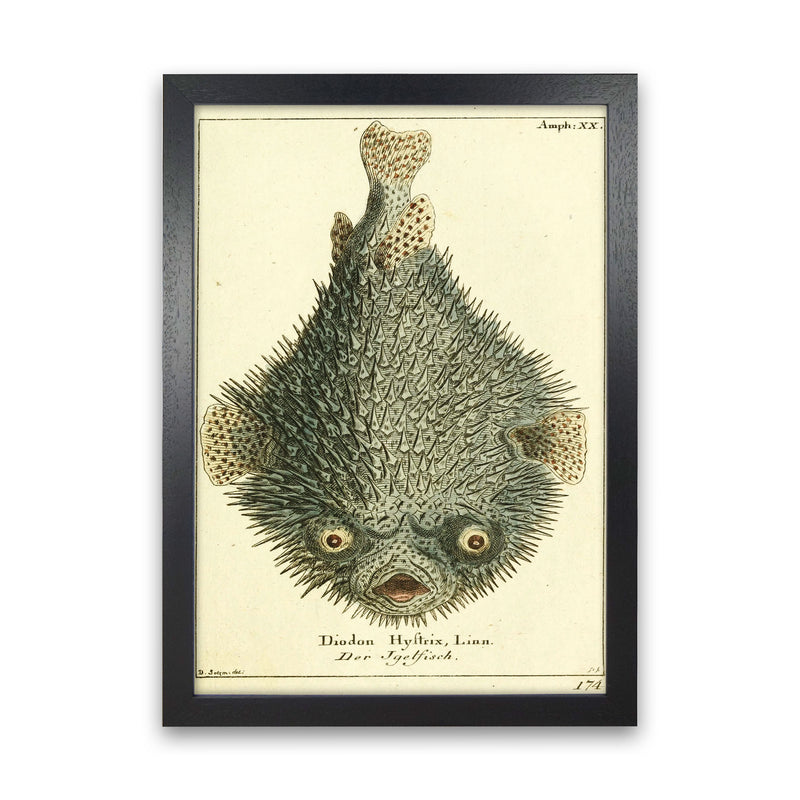 Vintage Japanese Fish Art Print by Jason Stanley Black Grain