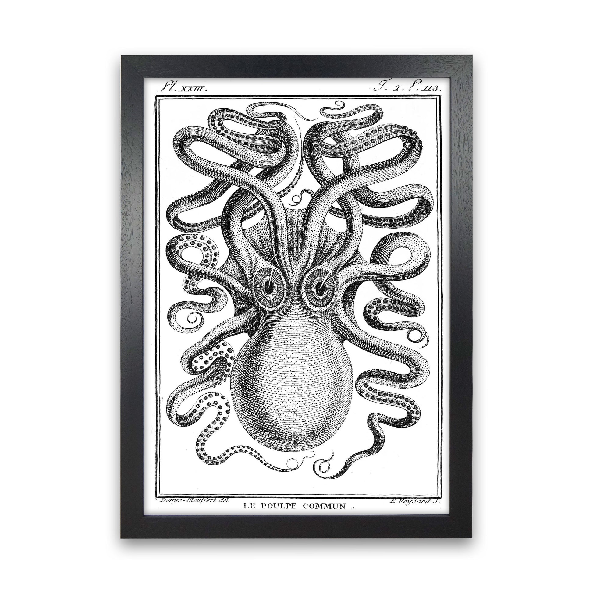 White Vintage Octopus Art Print by Jason Stanley Black Grain