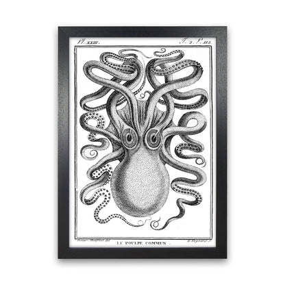 White Vintage Octopus Art Print by Jason Stanley Black Grain