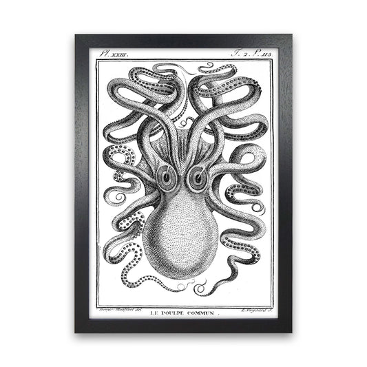 White Vintage Octopus Art Print by Jason Stanley Black Grain