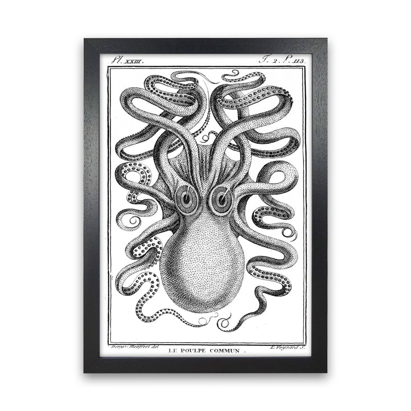 White Vintage Octopus Art Print by Jason Stanley Black Grain