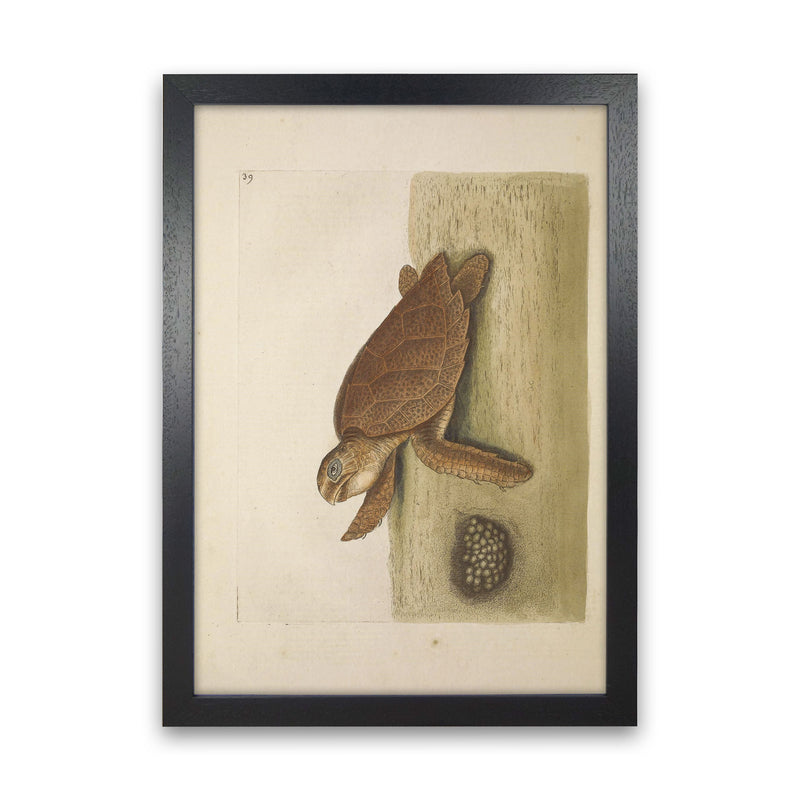 Vintage Sea Turtle Art Print by Jason Stanley Black Grain