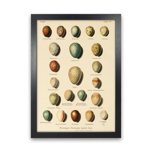 Vintage Set Of Eggs Art Print by Jason Stanley Black Grain