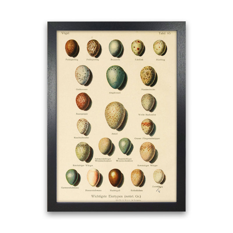 Vintage Set Of Eggs Art Print by Jason Stanley Black Grain