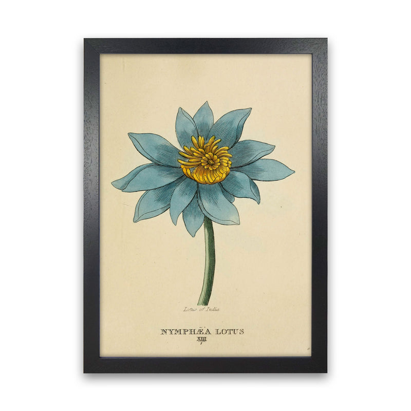 Vintage Lotus Flower Art Print by Jason Stanley Black Grain