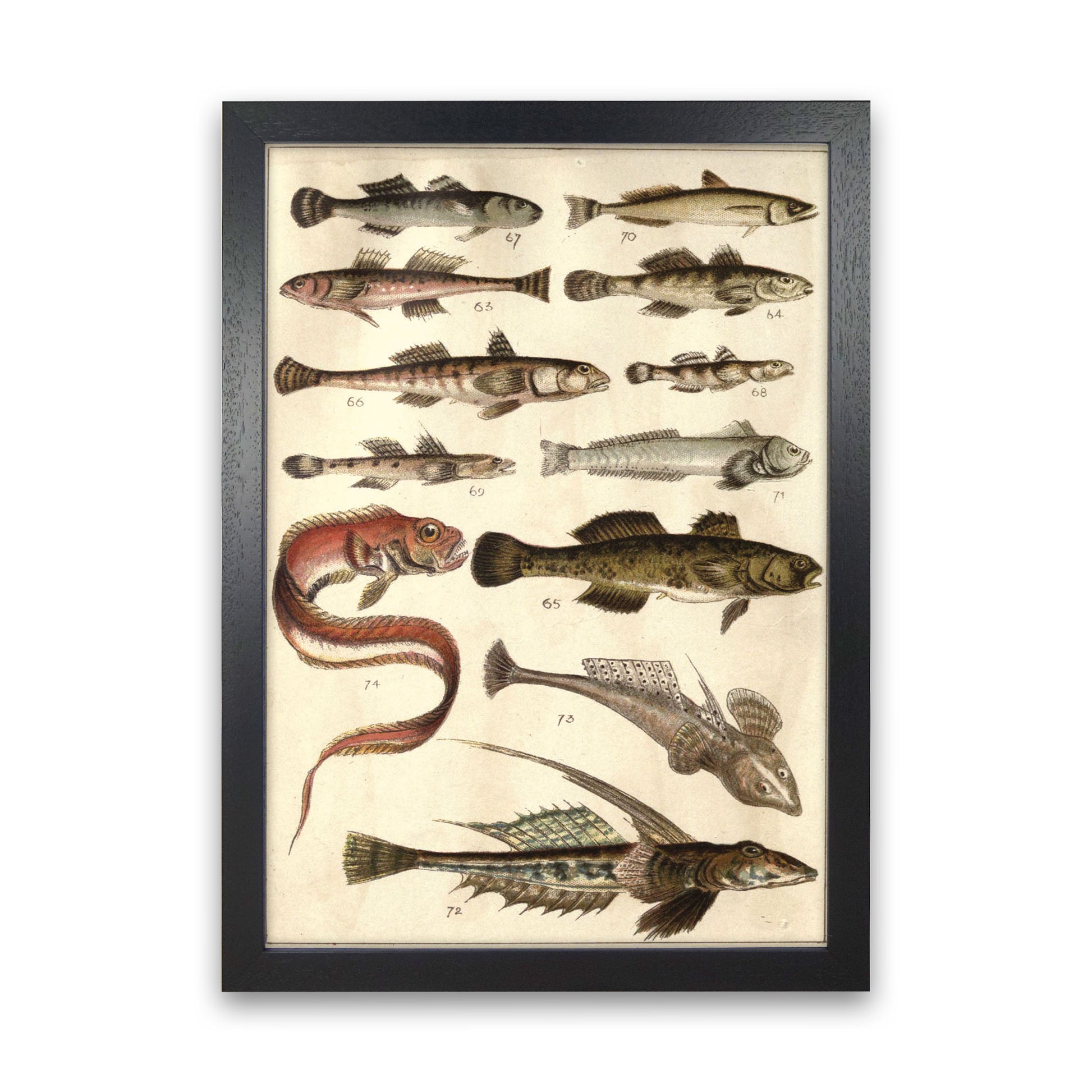 Creatures Of The Sea Art Print by Jason Stanley Black Grain