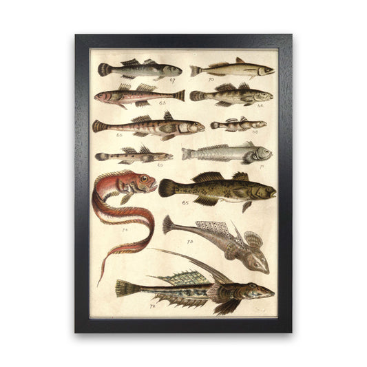 Creatures Of The Sea Art Print by Jason Stanley Black Grain