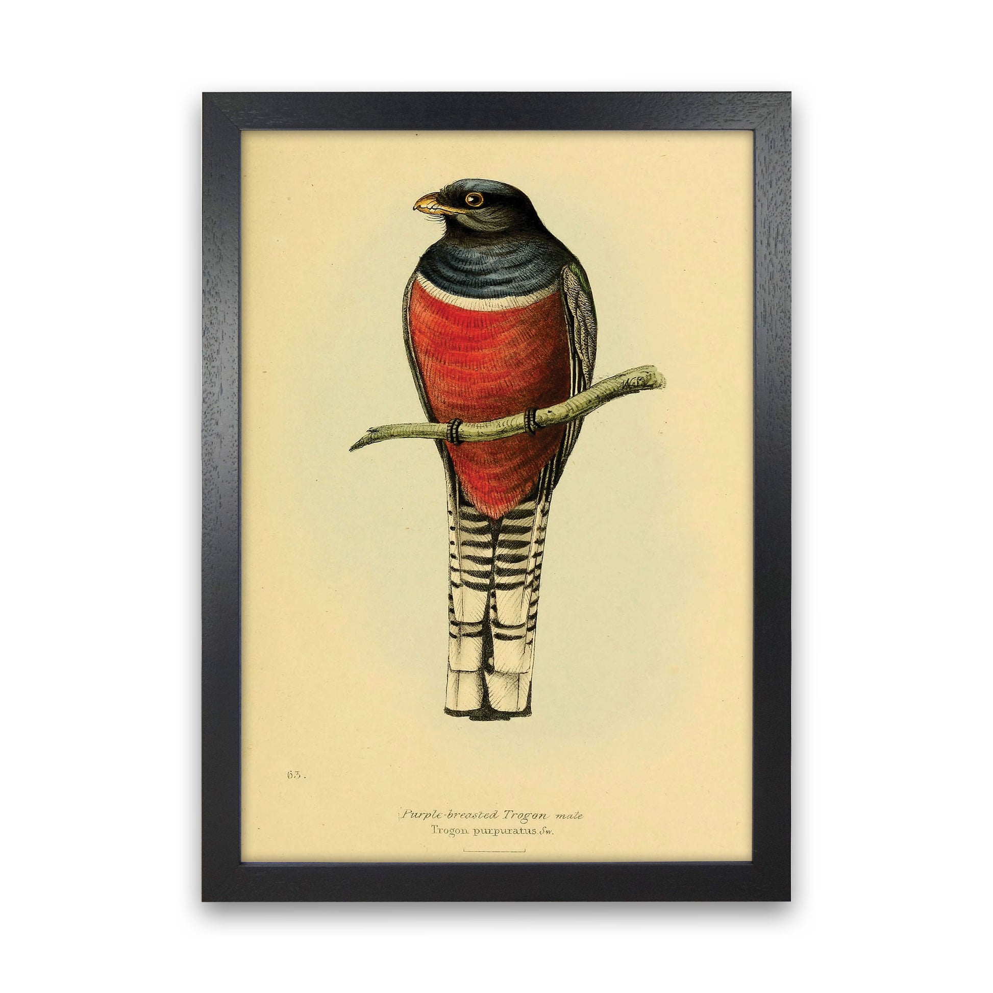 Purple Breasted Trogon Art Print by Jason Stanley Black Grain