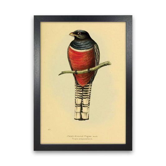 Purple Breasted Trogon Art Print by Jason Stanley Black Grain