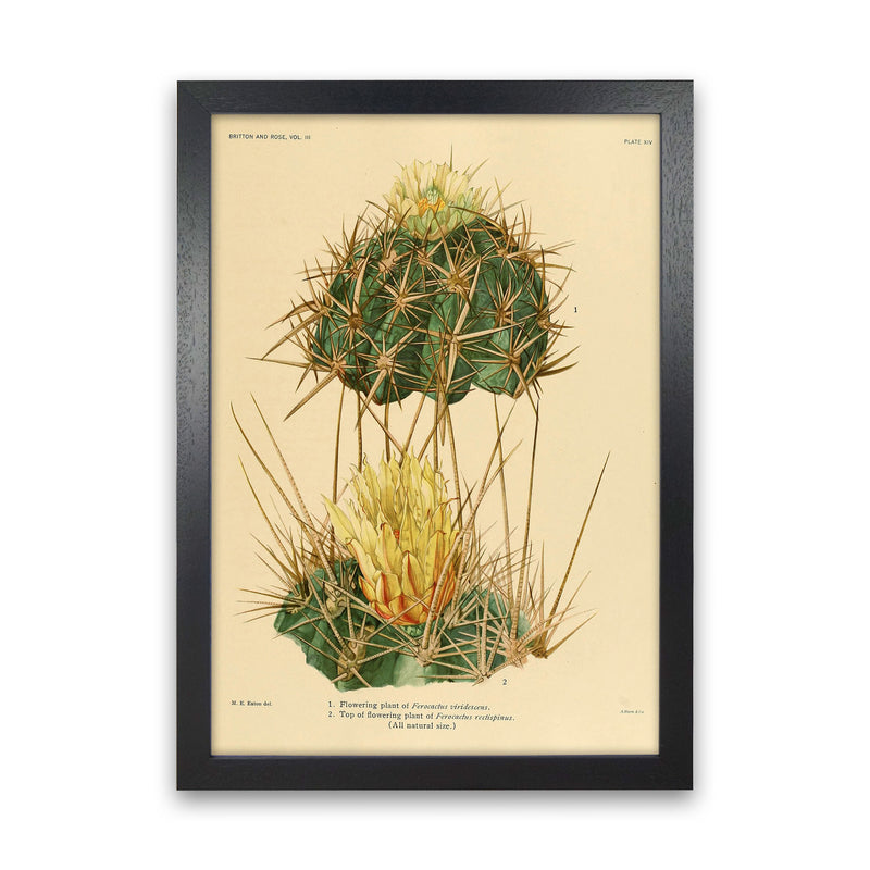 Cactus Series 10 Art Print by Jason Stanley Black Grain