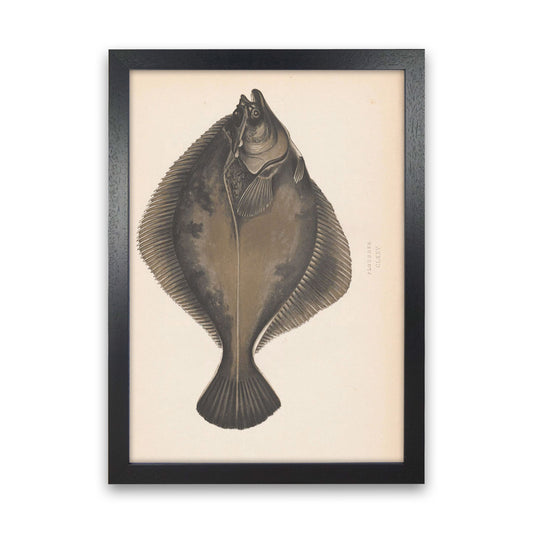 Vintage Flounder Art Print by Jason Stanley Black Grain