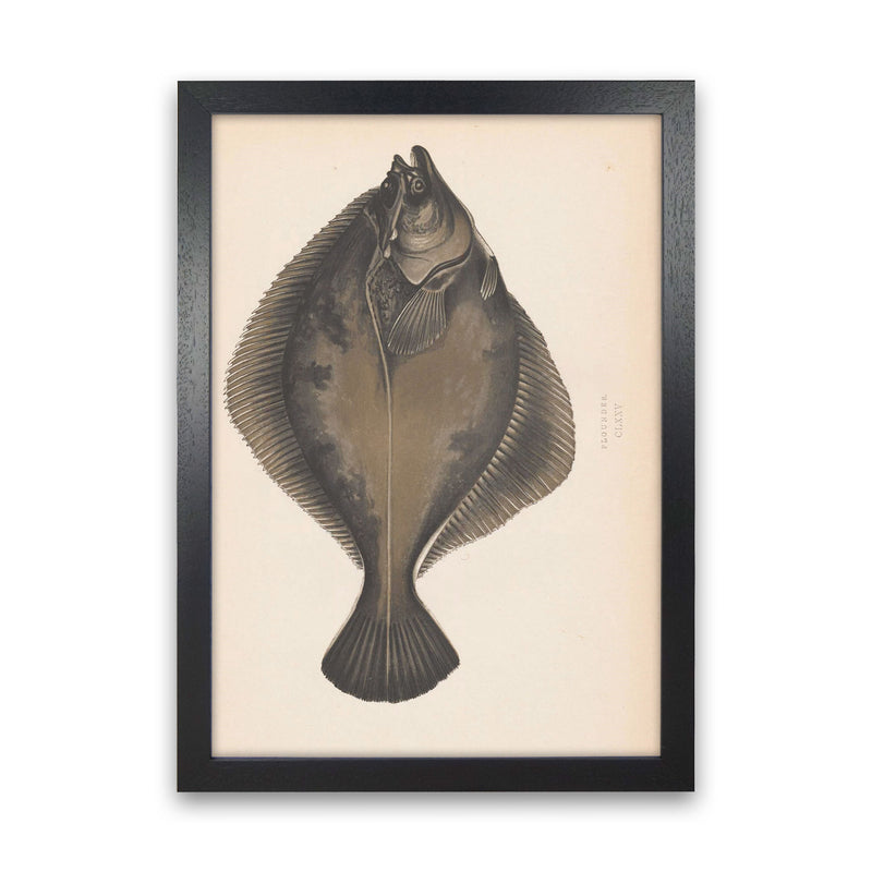 Vintage Flounder Art Print by Jason Stanley Black Grain