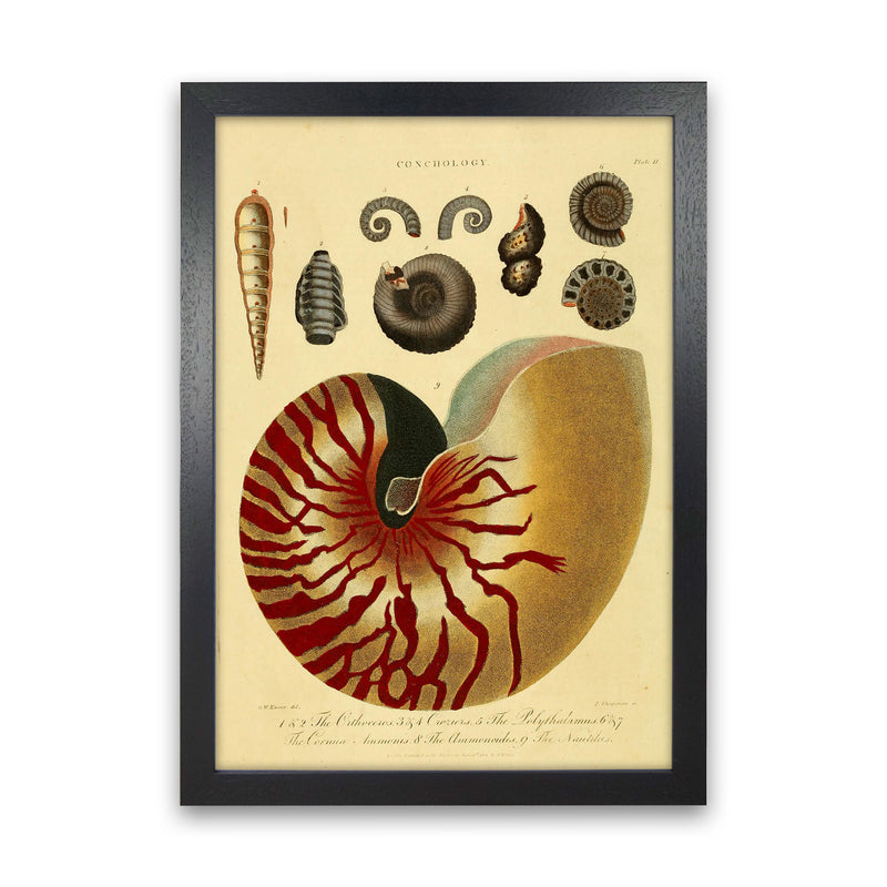 Vintage Conchology Art Print by Jason Stanley Black Grain