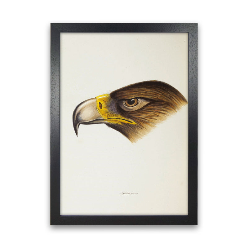 Vintage Eagle Face Art Print by Jason Stanley Black Grain