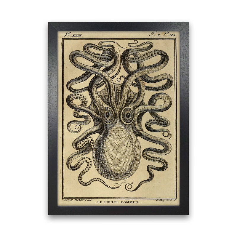 Vintage Octopus 2 Art Print by Jason Stanley Black Grain