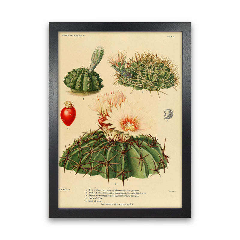 Cactus Series 14 Art Print by Jason Stanley Black Grain