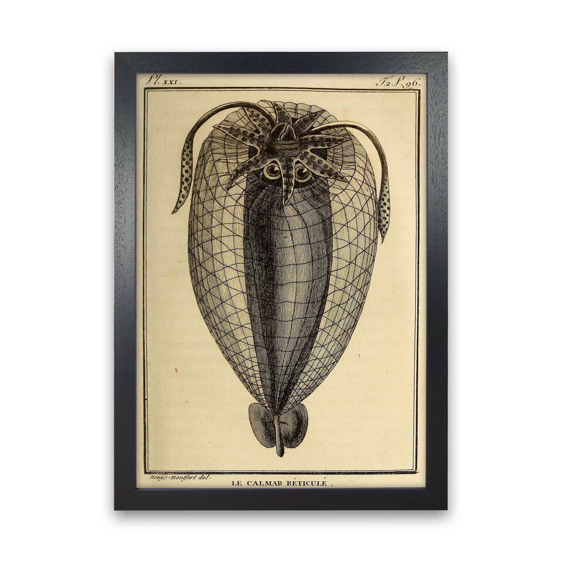 Vintage Squid 4 Art Print by Jason Stanley Black Grain