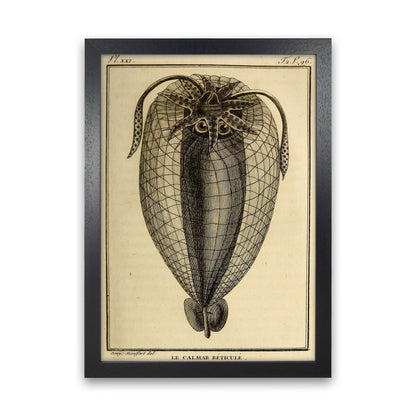 Vintage Squid 4 Art Print by Jason Stanley Black Grain
