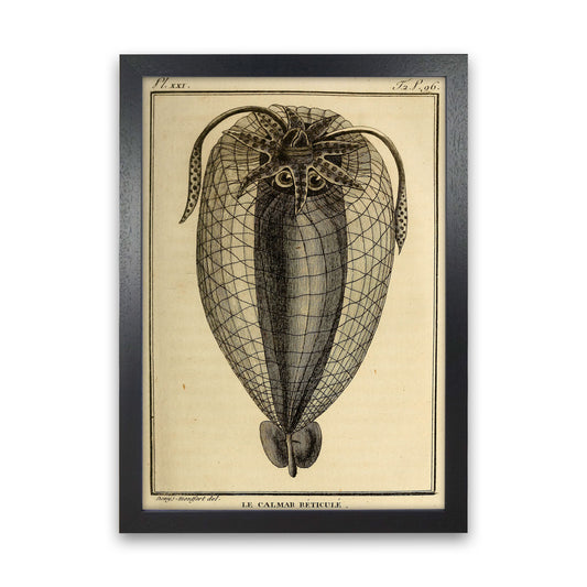 Vintage Squid 4 Art Print by Jason Stanley Black Grain