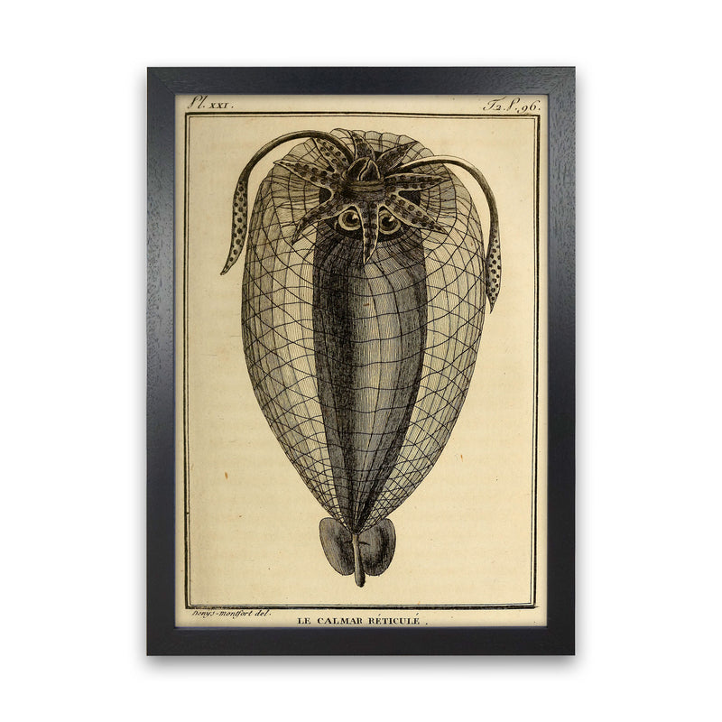 Vintage Squid 4 Art Print by Jason Stanley Black Grain