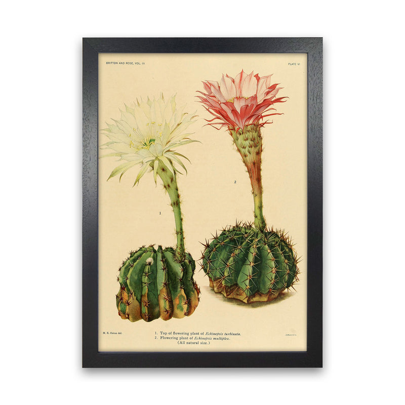 Cactus Series 5 Art Print by Jason Stanley Black Grain