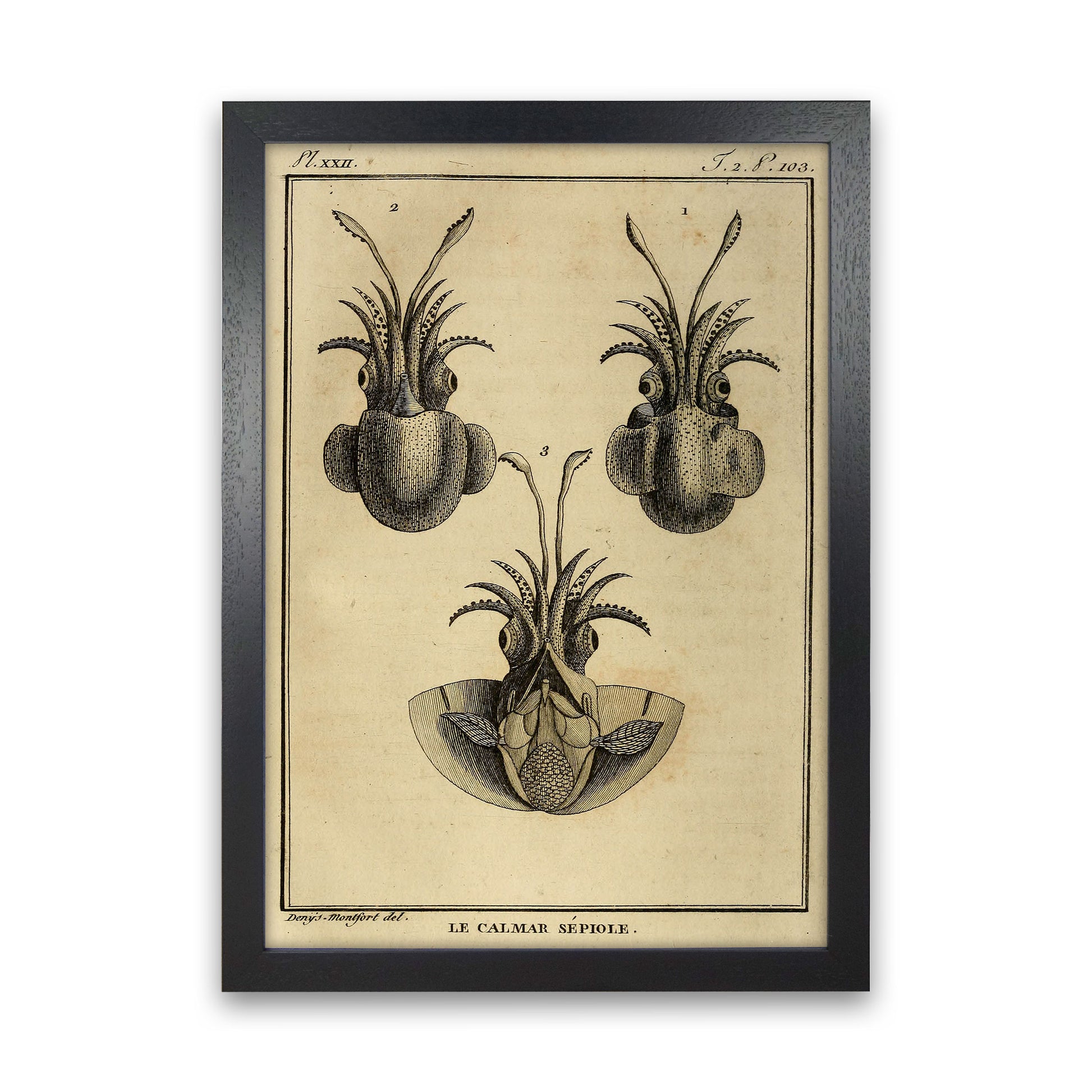 Vintage Squid 3 Art Print by Jason Stanley Black Grain