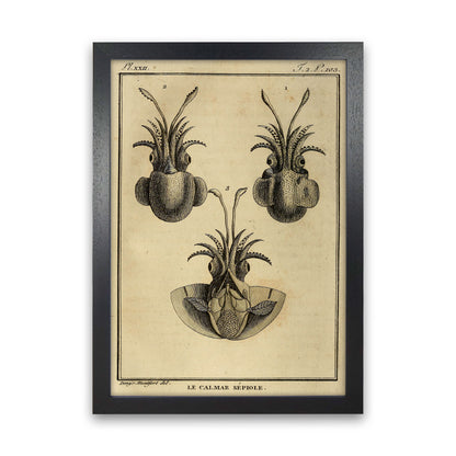 Vintage Squid 3 Art Print by Jason Stanley Black Grain