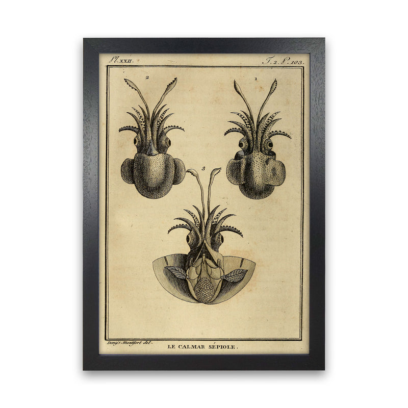 Vintage Squid 3 Art Print by Jason Stanley Black Grain
