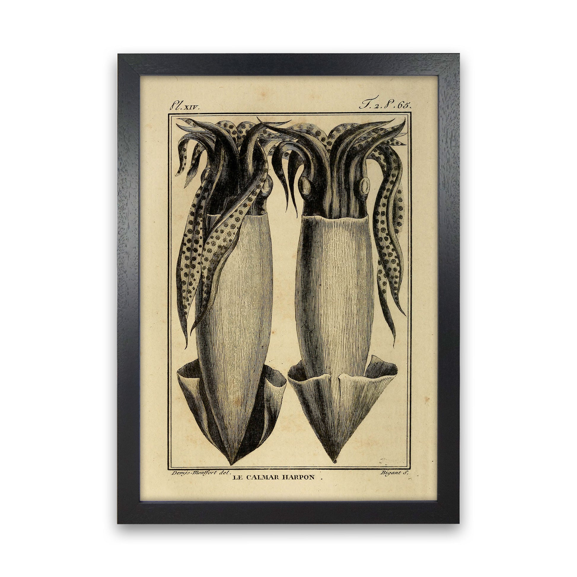 Vintage Squid 5 Art Print by Jason Stanley Black Grain
