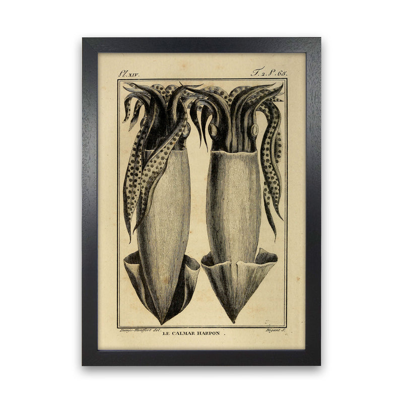 Vintage Squid 5 Art Print by Jason Stanley Black Grain