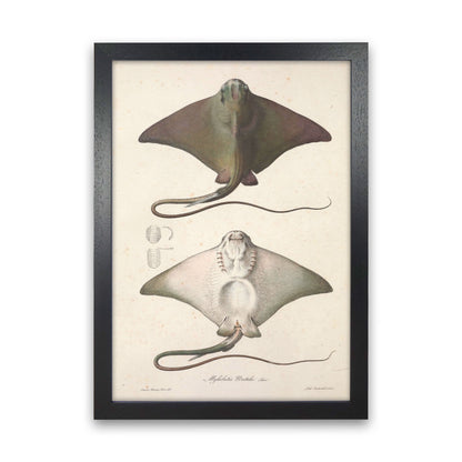 Vintage Stingray Art Print by Jason Stanley Black Grain
