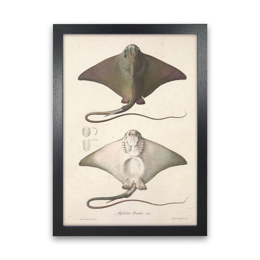 Vintage Stingray Art Print by Jason Stanley Black Grain