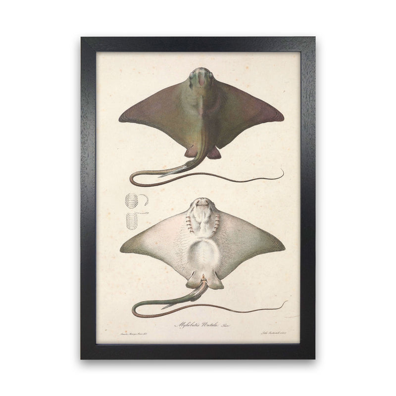 Vintage Stingray Art Print by Jason Stanley Black Grain