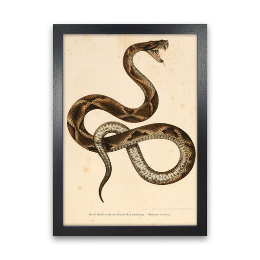 Vintage Snake Art Print by Jason Stanley