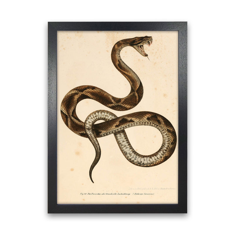 Vintage Snake Art Print by Jason Stanley