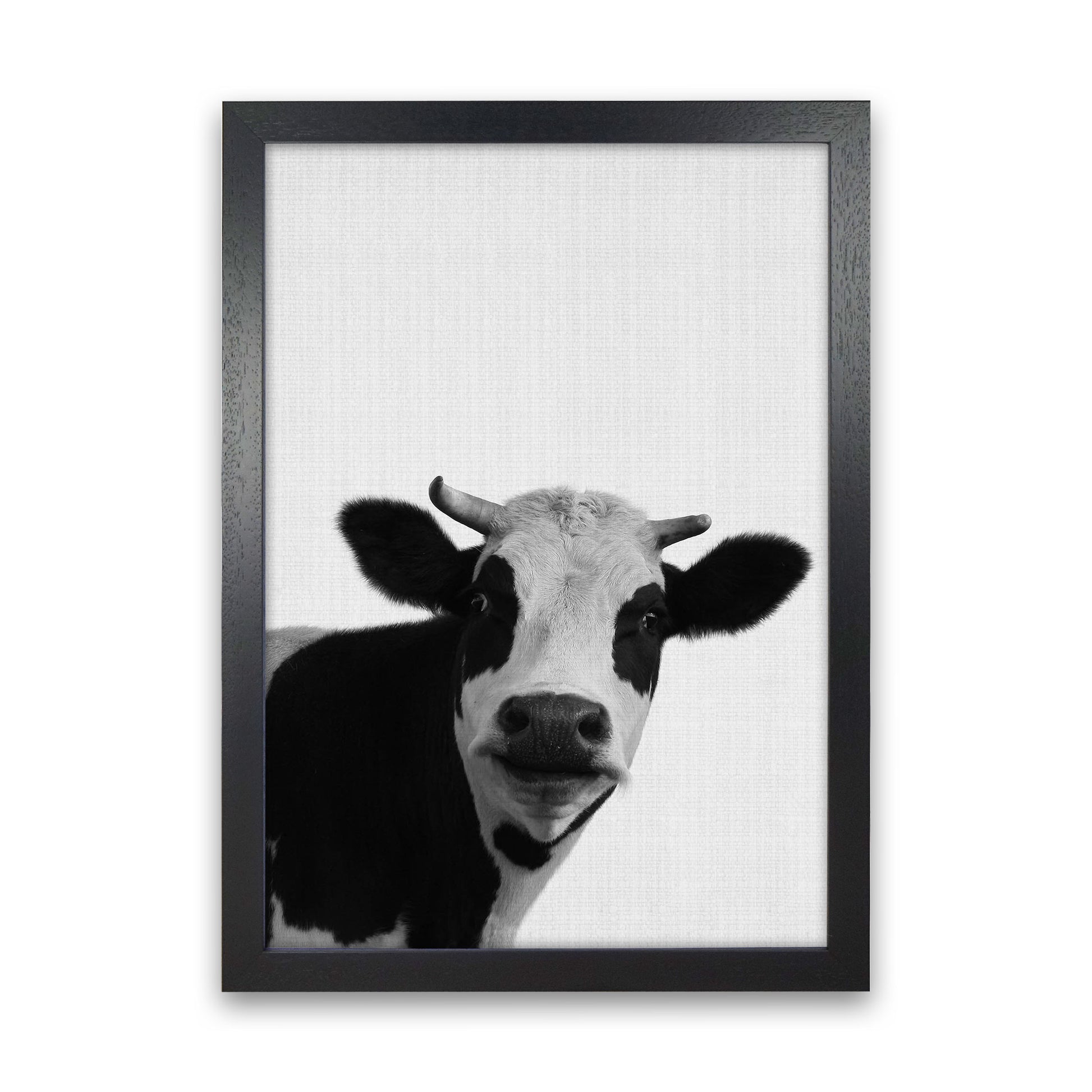 Holy Cow Art Print by Jason Stanley Black Grain