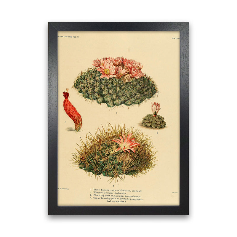 Cactus Series 7 Art Print by Jason Stanley Black Grain