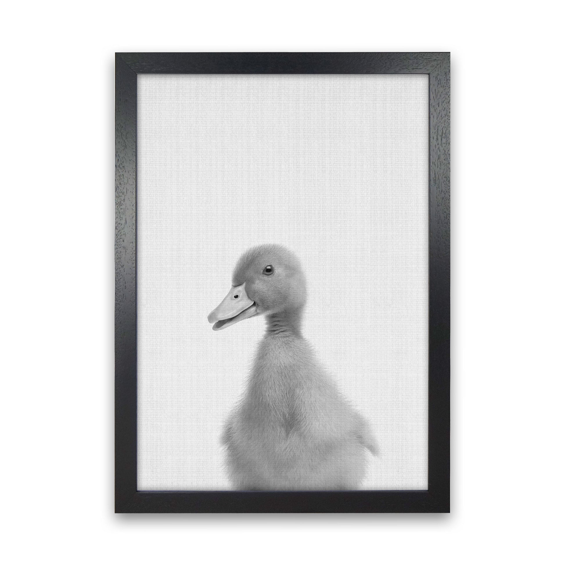 Curious Duck Art Print by Jason Stanley Black Grain