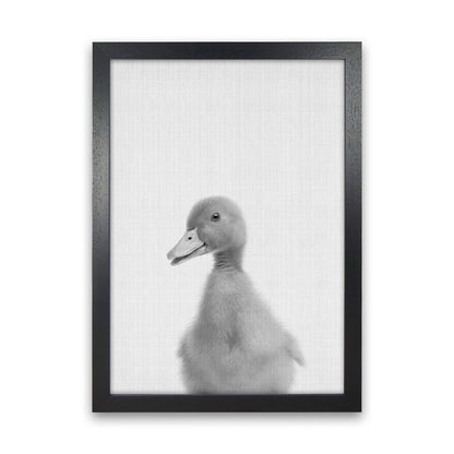 Curious Duck Art Print by Jason Stanley Black Grain