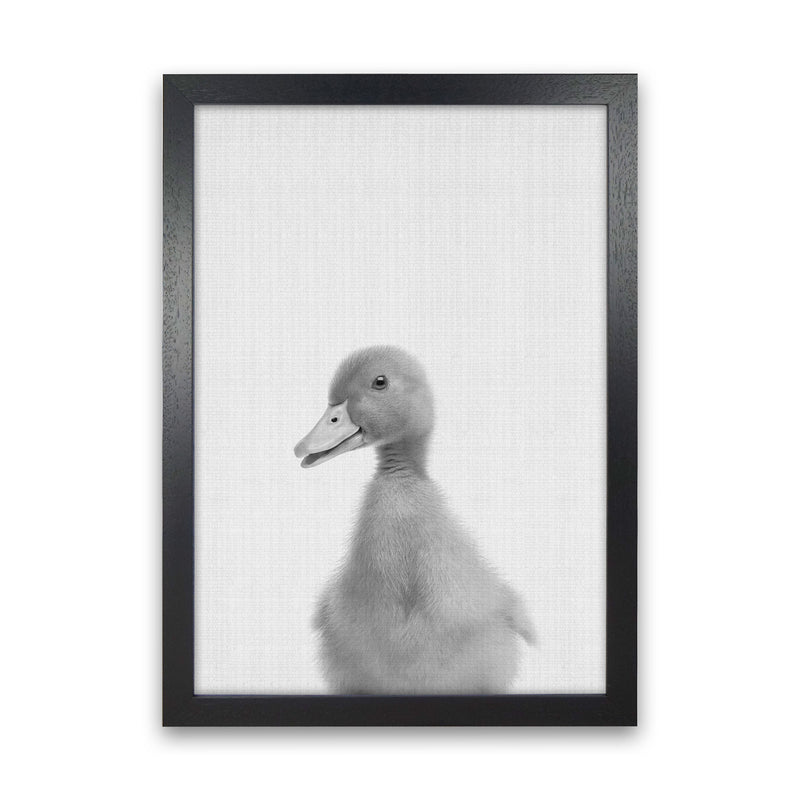 Curious Duck Art Print by Jason Stanley Black Grain