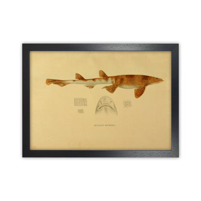 Shark Series 1 Art Print by Jason Stanley Black Grain