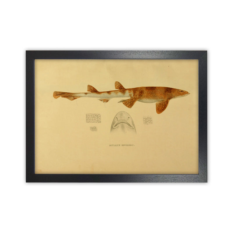 Shark Series 1 Art Print by Jason Stanley Black Grain
