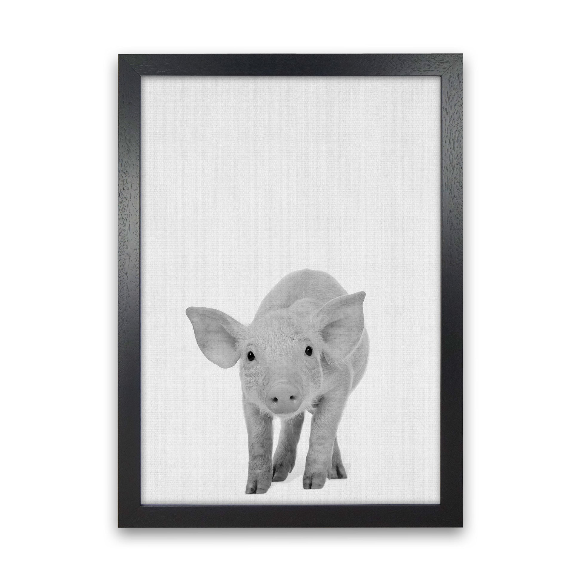 The Cutest Pig Art Print by Jason Stanley Black Grain