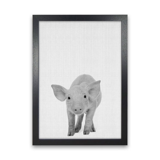 The Cutest Pig Art Print by Jason Stanley Black Grain
