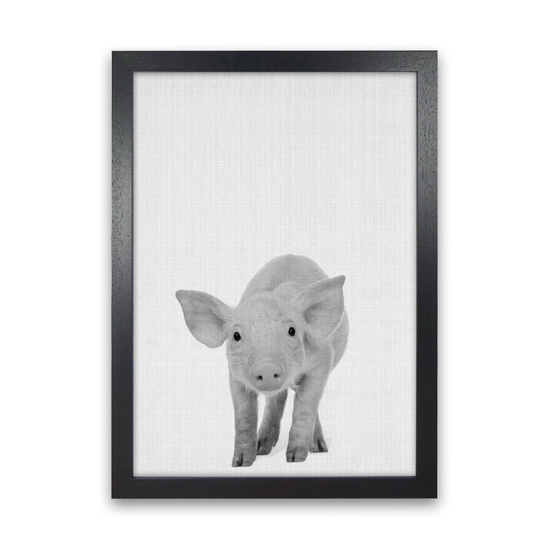 The Cutest Pig Art Print by Jason Stanley Black Grain