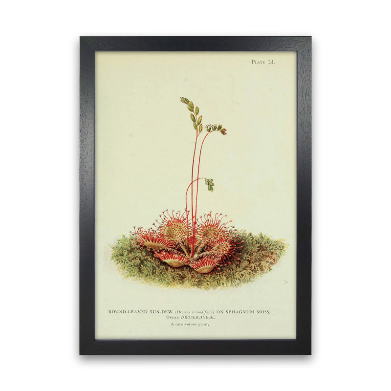 Venus Fly Trap Art Print by Jason Stanley Black Grain