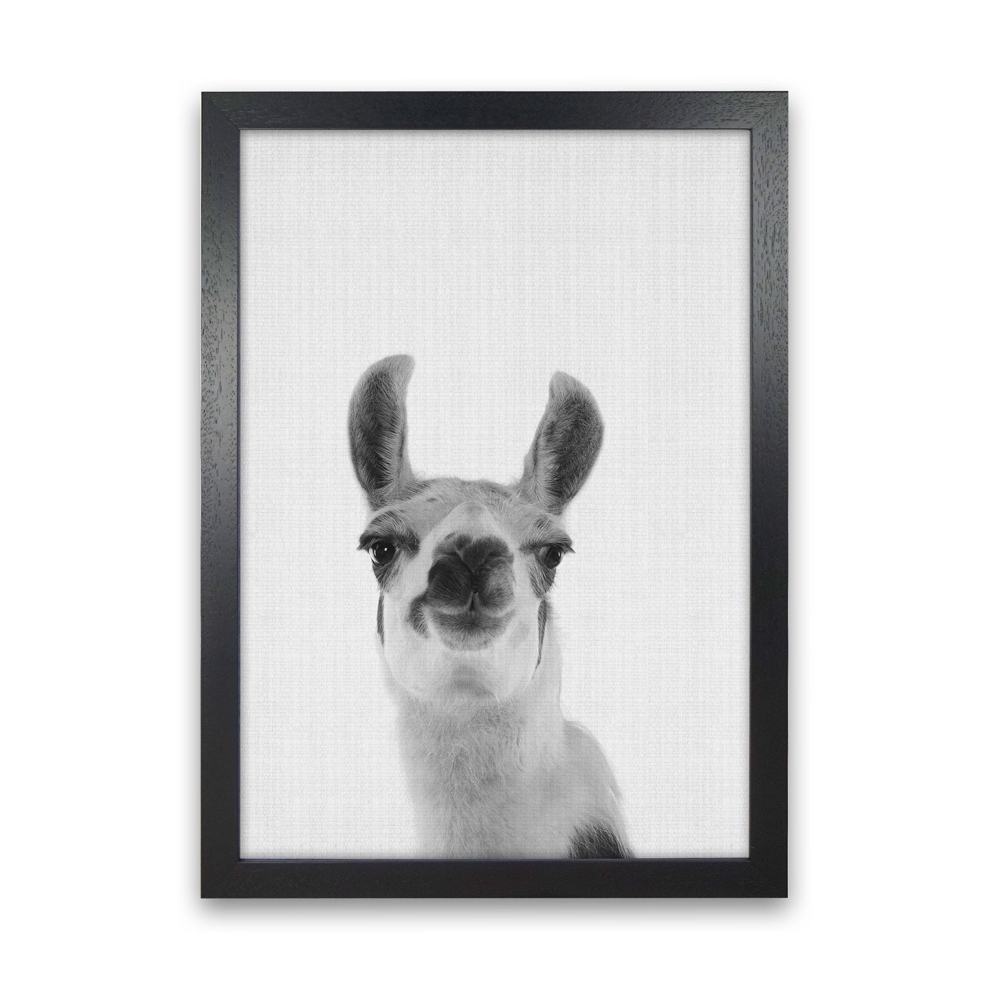 Llama Art Print by Jason Stanley Black Grain
