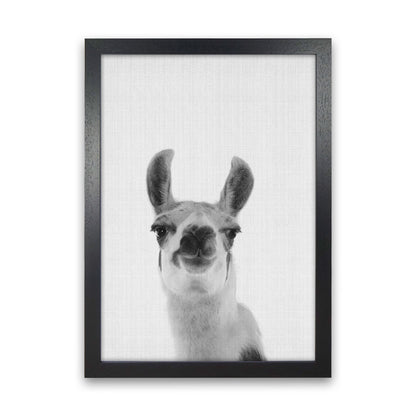 Llama Art Print by Jason Stanley Black Grain